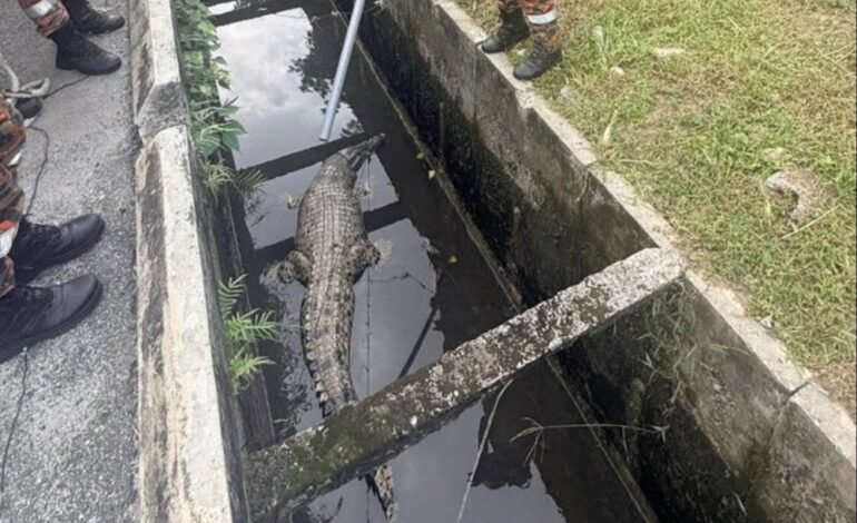 10-Foot Crocodile Rescued from Storm Drain in Banting