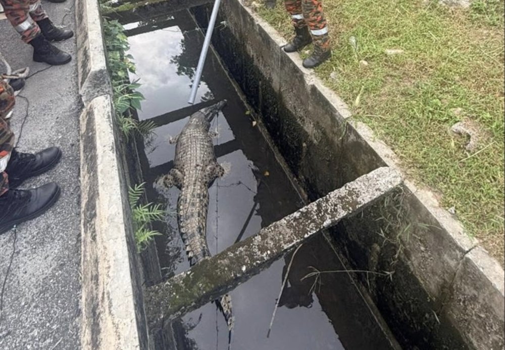 10-Foot Crocodile Rescued from Storm Drain in Banting