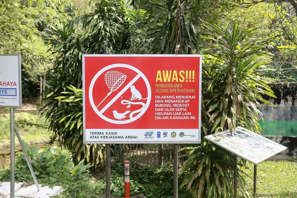 Malaysia Faces Escalating Wildlife-Human Conflicts with Significant Economic.